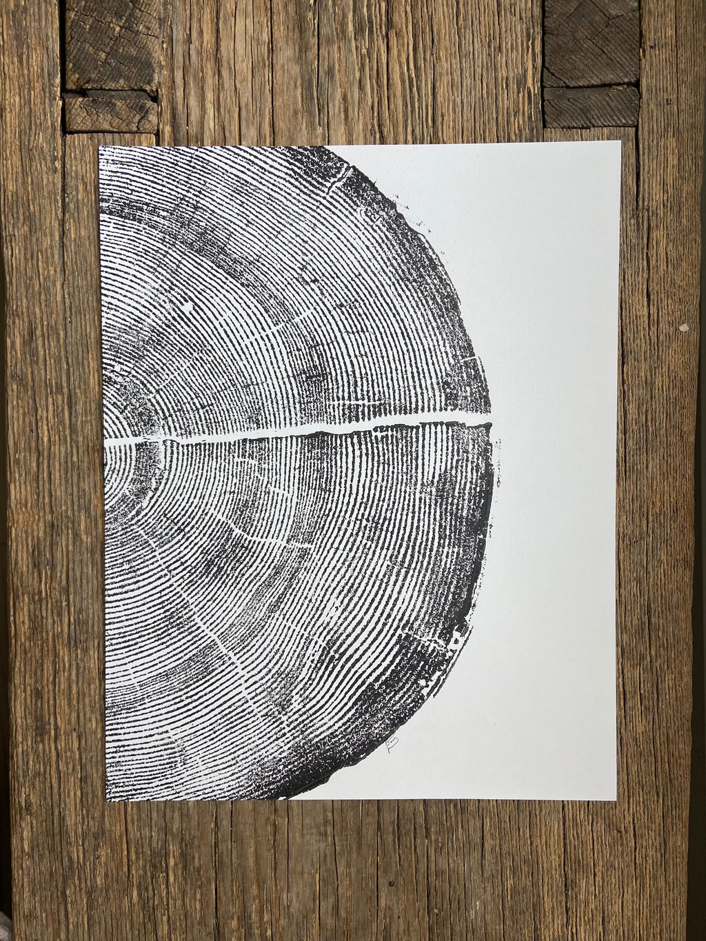 Rock Canyon Pine, Cropped, Limited Edition 11x14 inches.