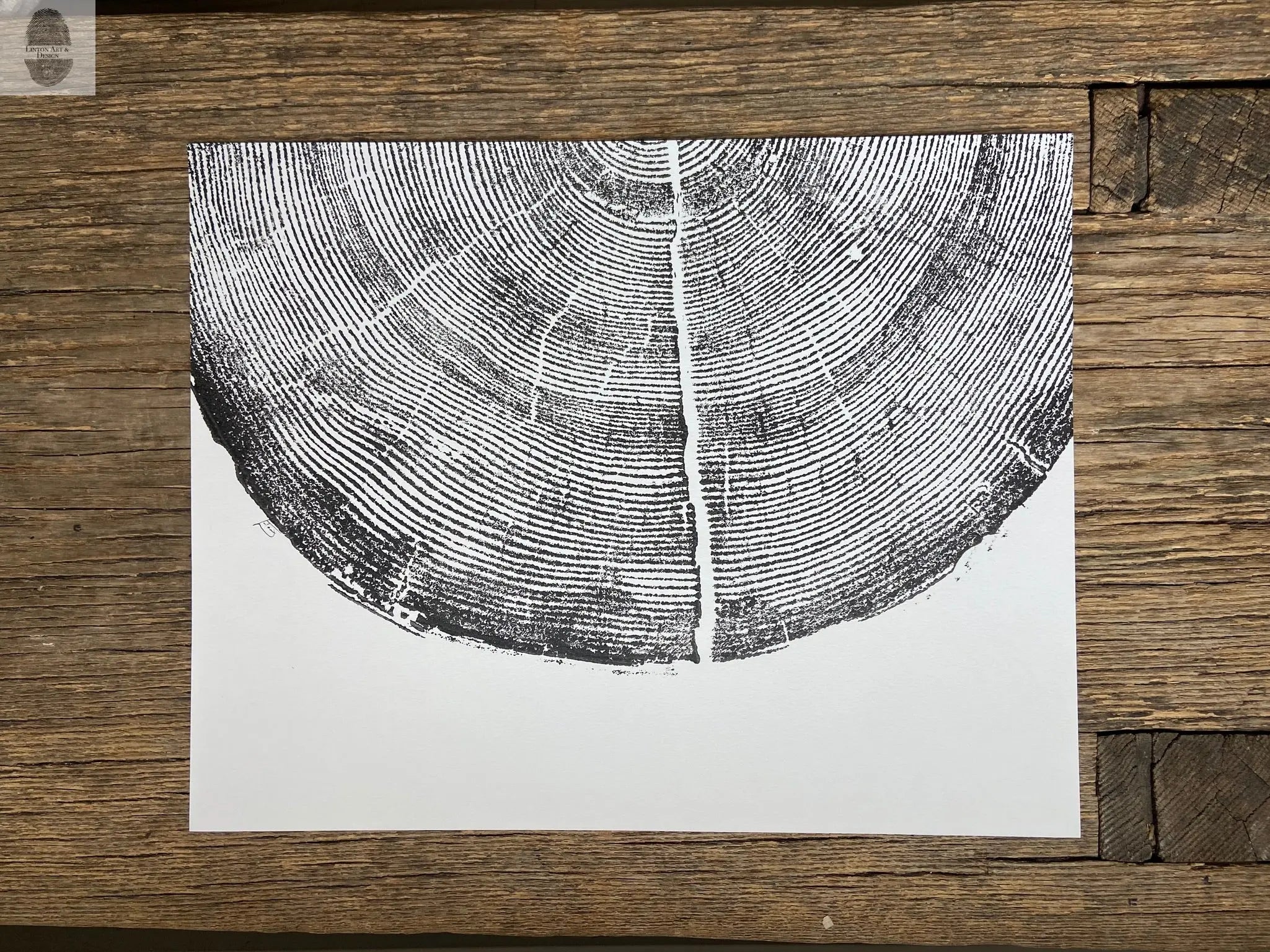 Rock Canyon Pine, Cropped, Limited Edition 11x14 inches.