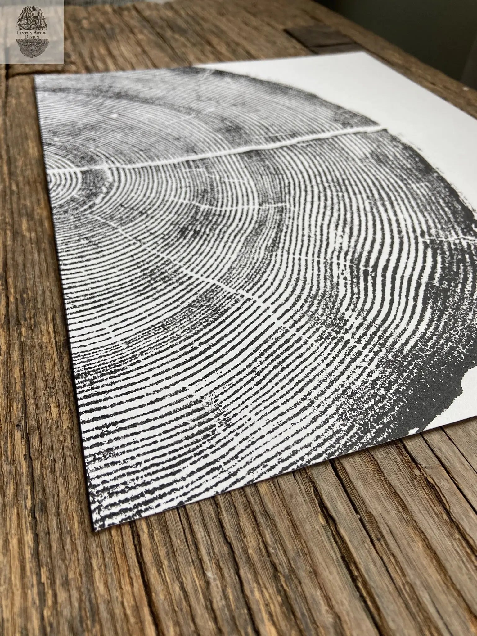 Rock Canyon Pine, Cropped, Limited Edition 11x14 inches.